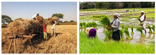 India agriculture